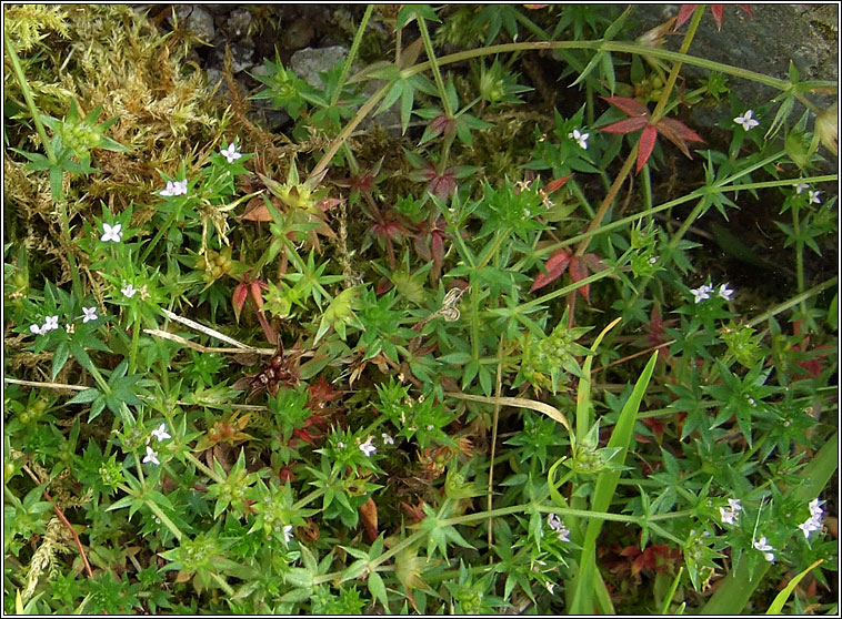 Field Madder, Sherardia arvensis, Dearg faille