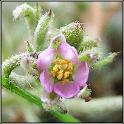 Sand Spurrey, Spergularia rubra, Cabris dhuimhche