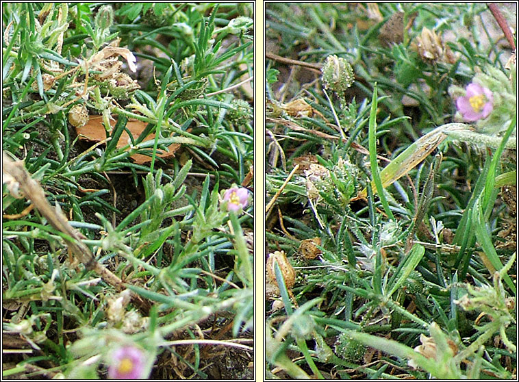 Sand Spurrey, Spergularia rubra, Cabris dhuimhche