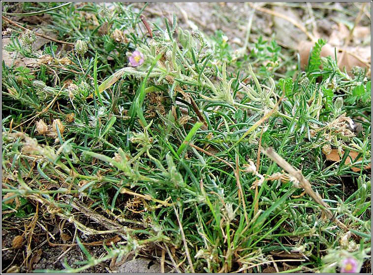 Sand Spurrey, Spergularia rubra, Cabris dhuimhche