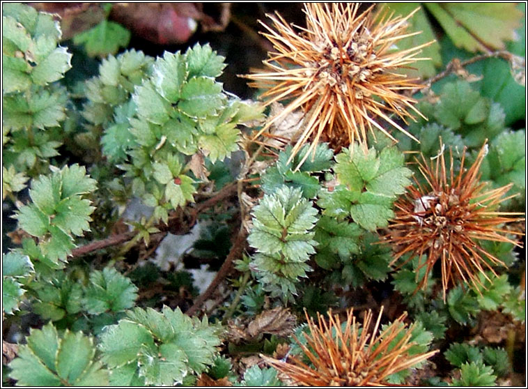 Bronze Pirri-pirri-bur, Acaena anserinifolia