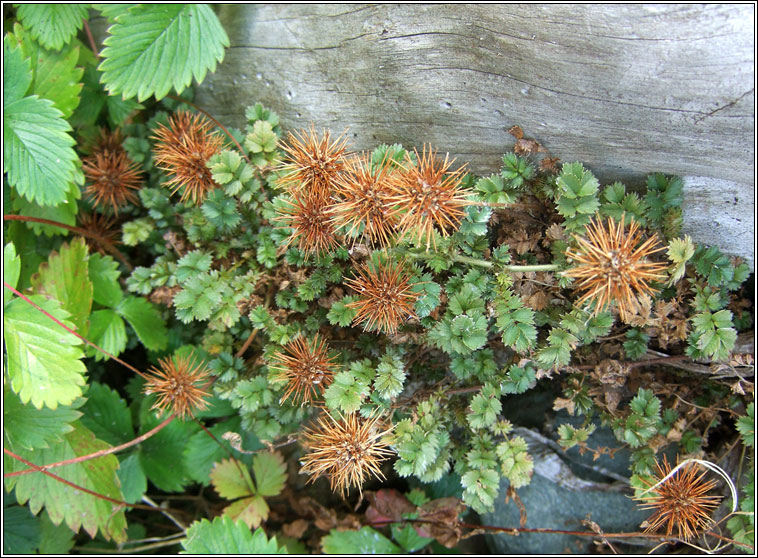 Bronze Pirri-pirri-bur, Acaena anserinifolia