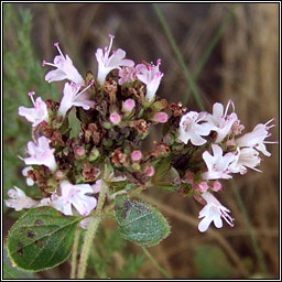 Marjoram, Origanum vulgare, Mirtn fiin