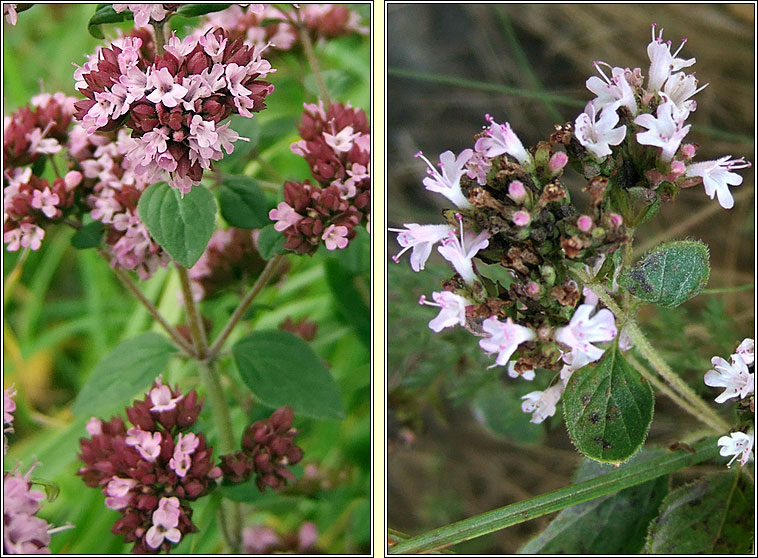 Marjoram, Origanum vulgare, Mirtn fiin