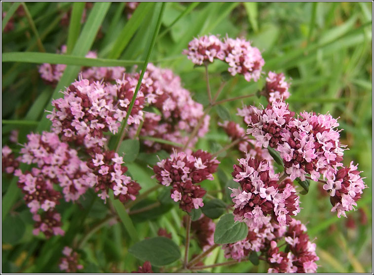 Marjoram, Origanum vulgare, Mirtn fiin