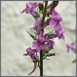 Purple Toadflax, Linaria purpurea, Buaflon corcra