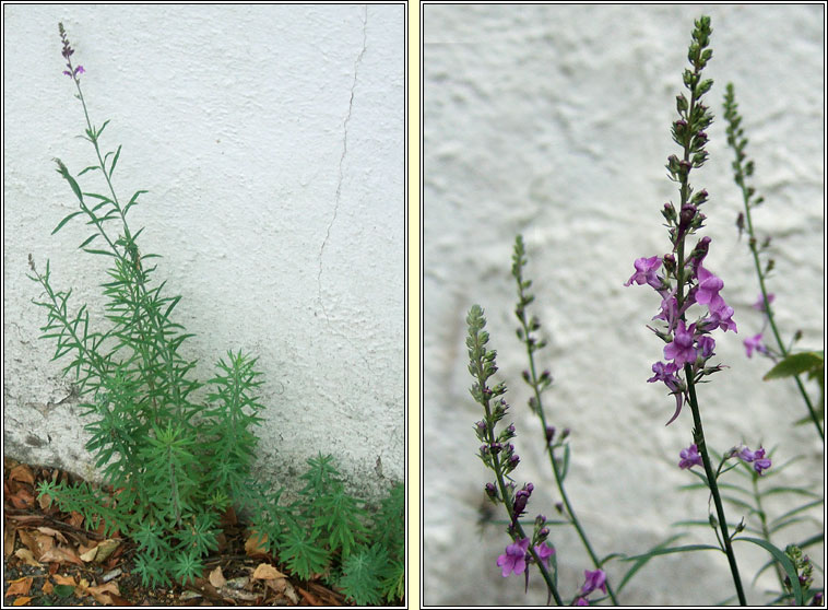 Purple Toadflax, Linaria purpurea, Buaflon corcra