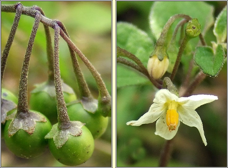 Black Nightshade, Solanum nigrum, Fuath dubh