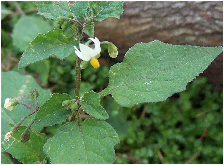 Black Nightshade, Solanum nigrum, Fuath dubh