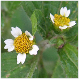 Gallant Soldier, Galinsoga parviflora