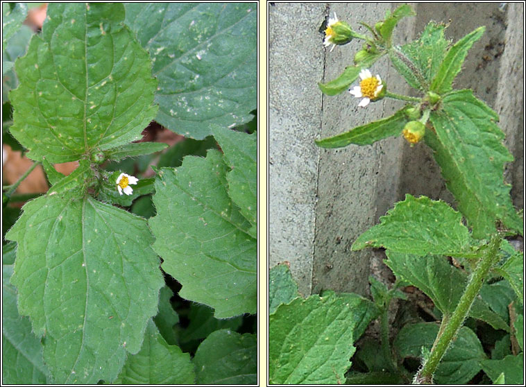 Gallant Soldier, Galinsoga parviflora