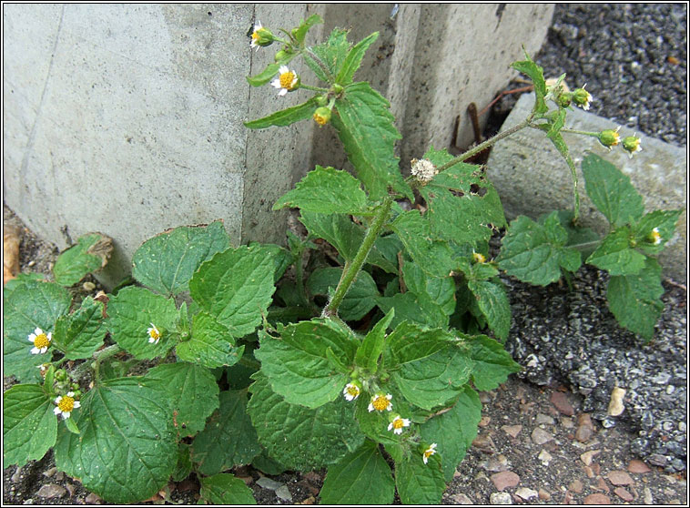 Gallant Soldier, Galinsoga parviflora