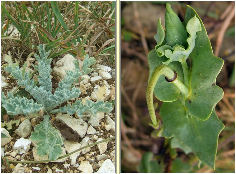 Yellow Horned-poppy, Glaucium flavum, Caillichn na tr