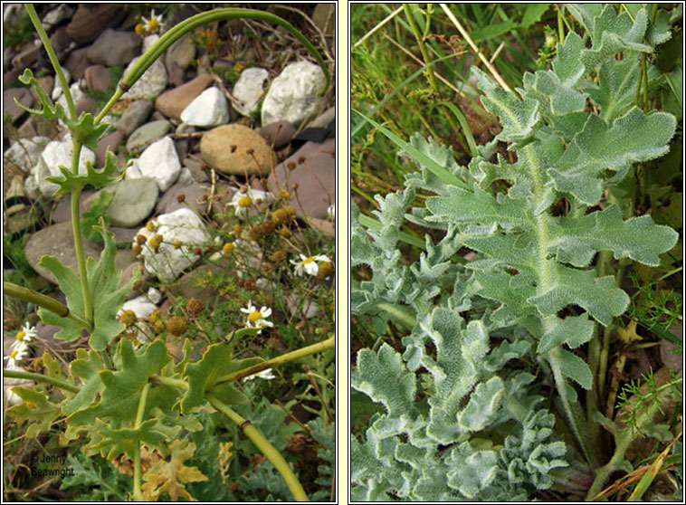 Yellow Horned-poppy, Glaucium flavum, Caillichn na tr