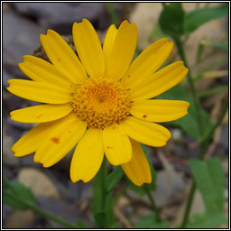 Corn Marigold, Glebionis segetum, Bun