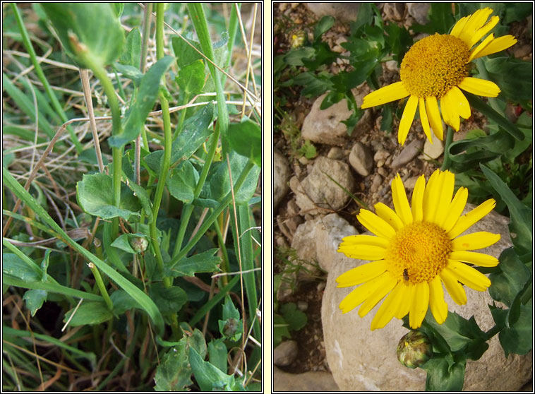 Corn Marigold, Chrysanthemum segetum, Bun