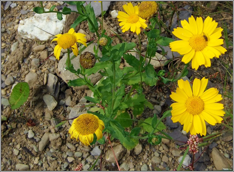 Corn Marigold, Chrysanthemum segetum, Bun