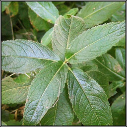 Dogs Mercury, Mercurialis perennis, Lus glinne