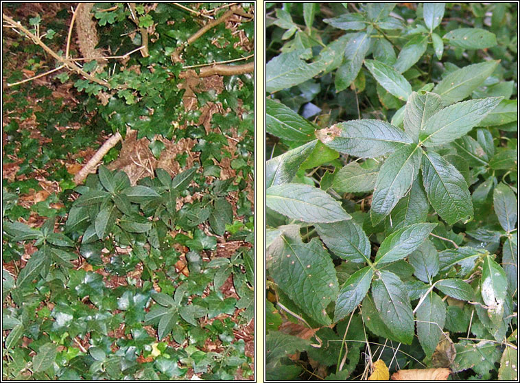 Dogs Mercury, Mercurialis perennis, Lus glinne