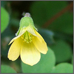 Procubent Yellow-sorrel, Oxalis corniculata, Seamsg bhu