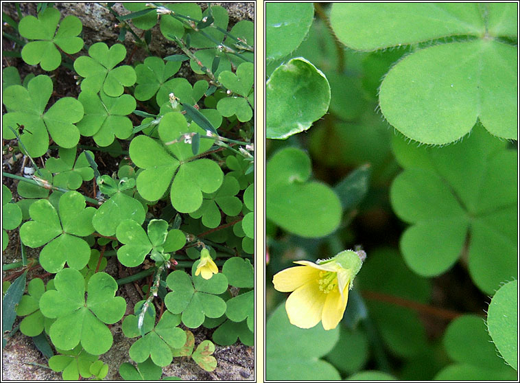 Procubent Yellow-sorrel, Oxalis corniculata, Seamsg bhu