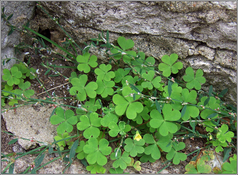 Procubent Yellow-sorrel, Oxalis corniculata, Seamsg bhu