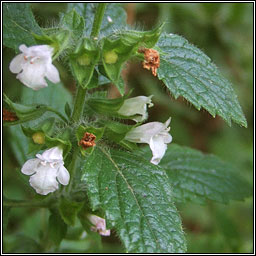 Lemon Balm, Melissa officinalis, Lus na meala