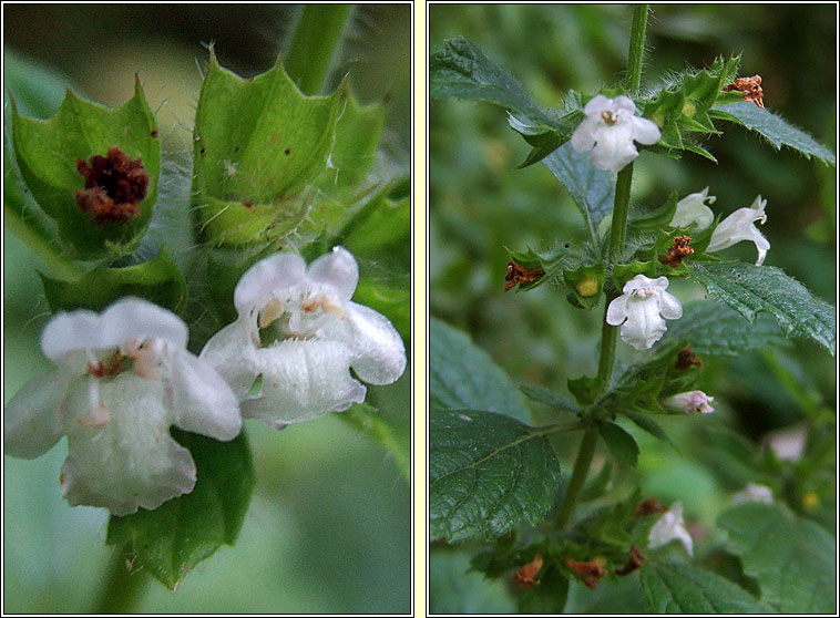 Lemon Balm, Melissa officinalis, Lus na meala