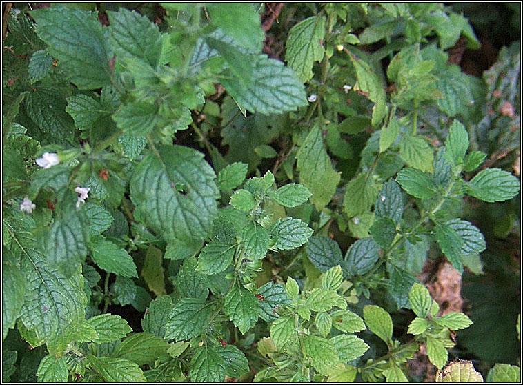 Lemon Balm, Melissa officinalis, Lus na meala