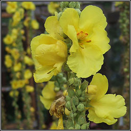 Orange Mullein, Verbascum phlomoides