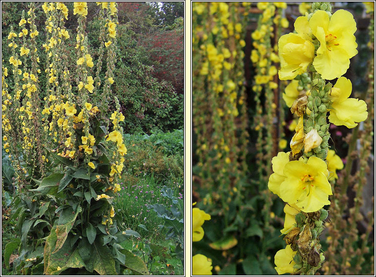 Orange Mullein, Verbascum phlomoides