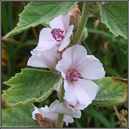 Marsh Mallow, Althaea officinalis, Leamhach