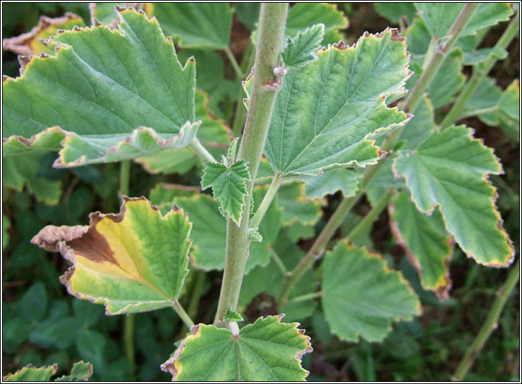 Marsh Mallow, Althaea officinalis, Leamhach