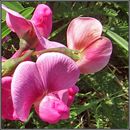 Broad-leaved Everlasting Pea, Lathyrus latifolius, Peasairn leathanduilleach