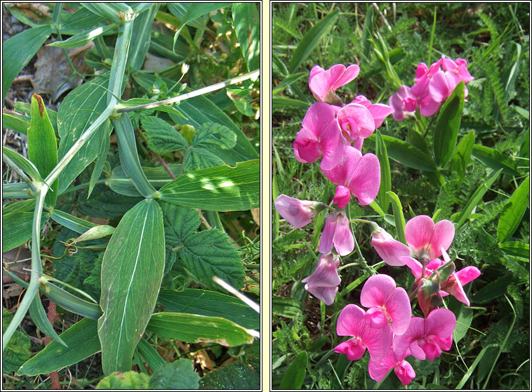 Broad-leaved Everlasting Pea, Lathyrus latifolius, Peasairn leathanduilleach