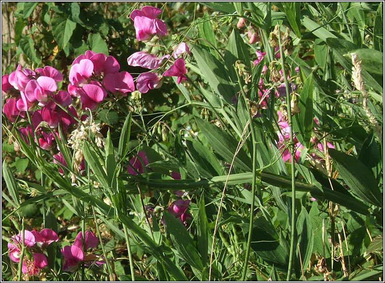 Broad-leaved Everlasting Pea, Lathyrus latifolius, Peasairn leathanduilleach