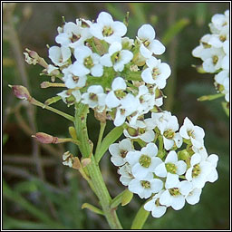 Sweet Alison, Lobularia maritima, Alasam cumhra