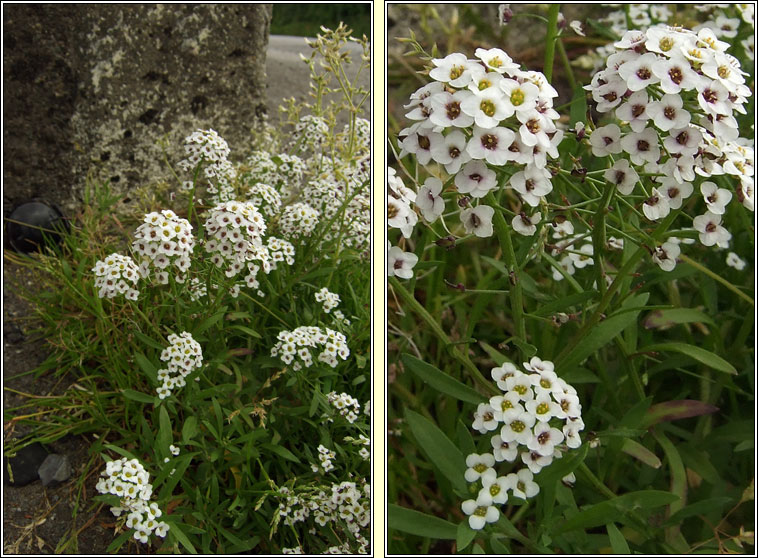 Sweet Alison, Lobularia maritima, Alasam cumhra