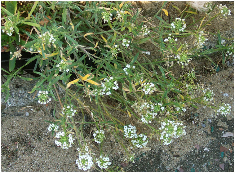 Sweet Alison, Lobularia maritima, Alasam cumhra