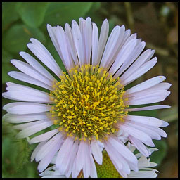 Seaside Daisy, Erigeron glaucus