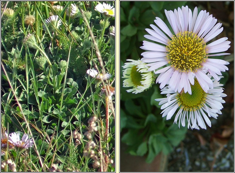 Seaside Daisy, Erigeron glaucus