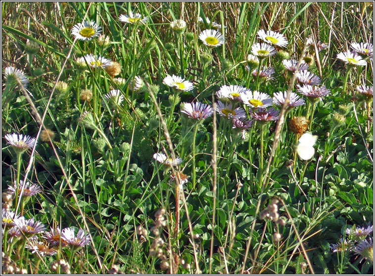 Seaside Daisy, Erigeron glaucus