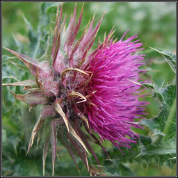 Musk Thistle, Carduus nutans, Feochadn crom