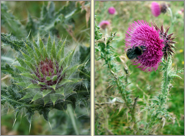 Musk Thistle, Carduus nutans, Feochadn crom