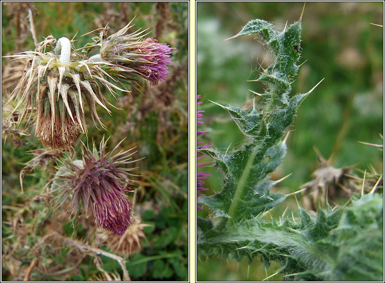 Musk Thistle, Carduus nutans, Feochadn crom