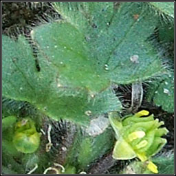 Small-flowered Buttercup, Ranunculus parviflorus, Fearbn beag