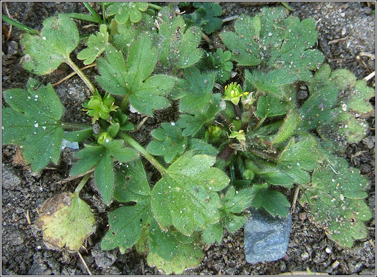 Small-flowered Buttercup, Ranunculus parviflorus, Fearbn beag