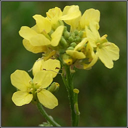 Hoary Mustard, Hirschfeldia incana, Mustard liath