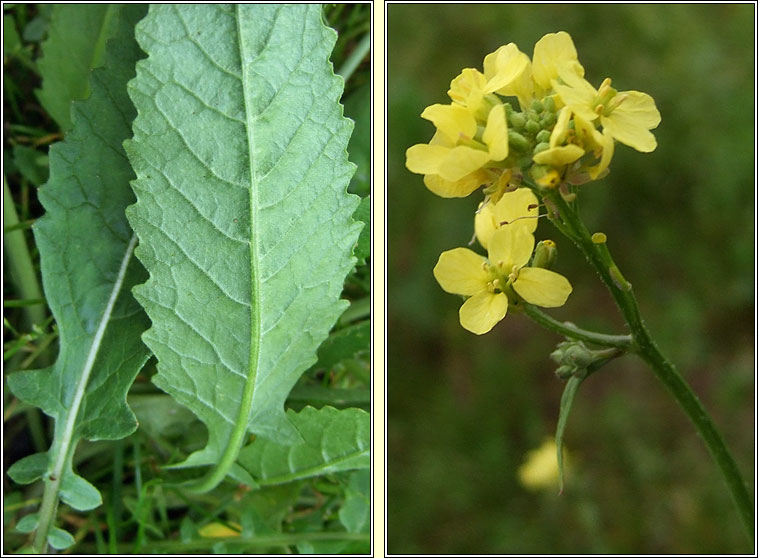 Hoary Mustard, Hirschfeldia incana, Mustard liath