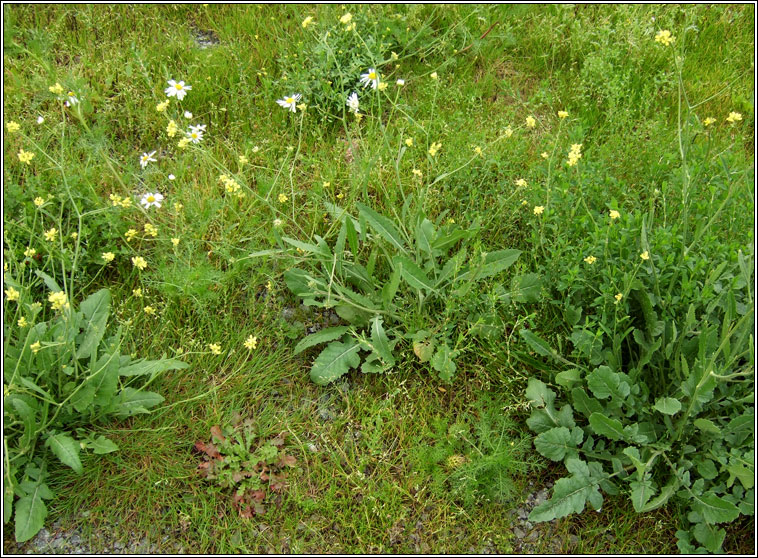 Hoary Mustard, Hirschfeldia incana, Mustard liath